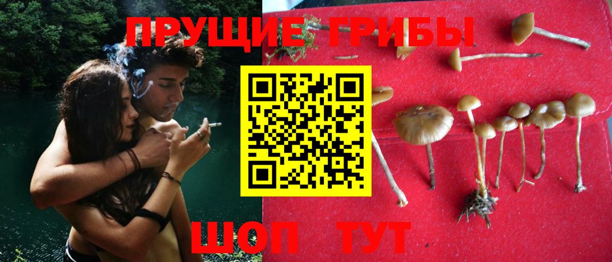 Бийск  Псилоцибиновые грибы GOLDEN TEACHER  Вход с VPN 